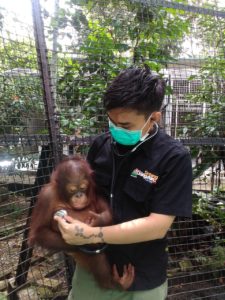 Dr Jati caring for one of the orphan baby orangutans.